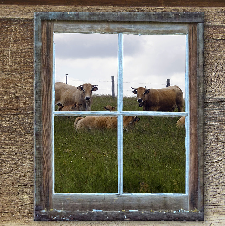ikkuna, vanha, Hut, Alm, lehmät, kesällä, niitty