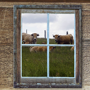 window, old, hut, alm, cows, summer, meadow
