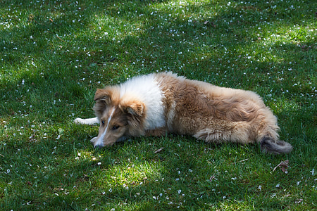 collie, dog, sleep, meadow, rest, tired