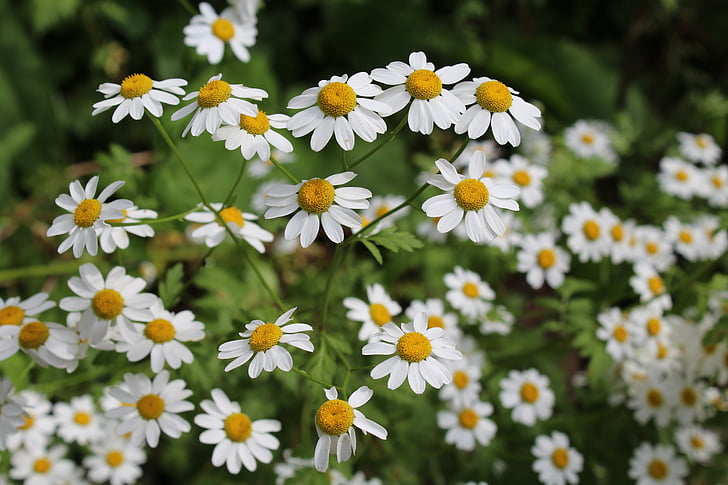 Daisy, Blume, schöne, Natur, Aqil, gelb