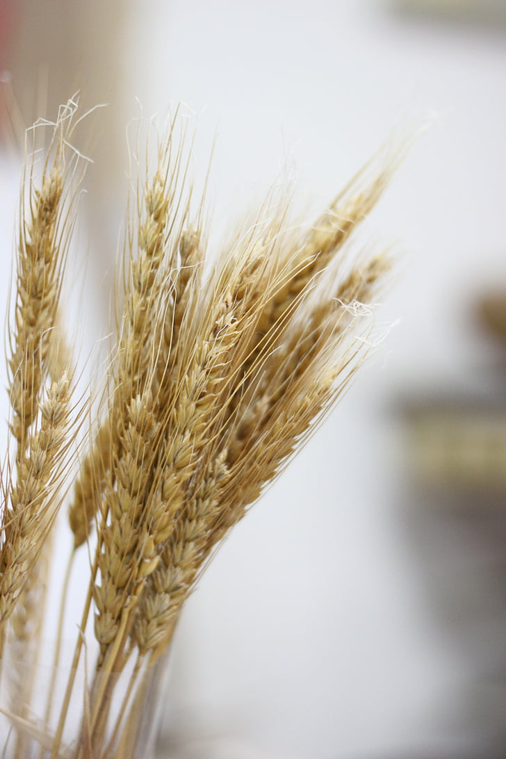 Пшениця, Природа, завод, сухі, трава, Сільське господарство, продукти харчування