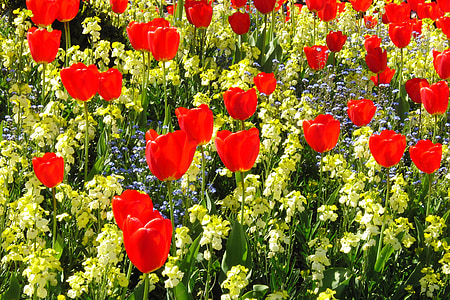 Tulipaner, rød, blomster, blomst, Blossom, Bloom, plante