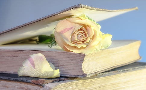 rose, book, old book, blossom, bloom, rosenblatt, used