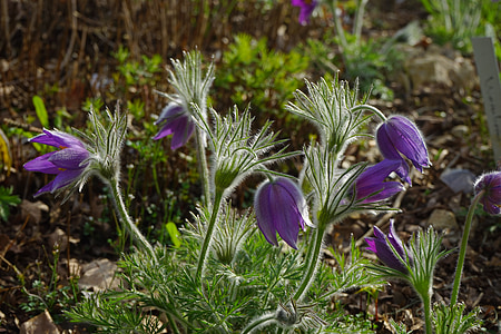 common pasque flower, flowers, violet, stalk, leaves, pulsatilla vulgaris, hahnenfußgewächs