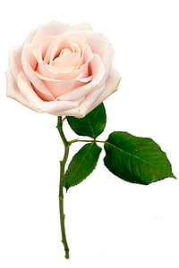 rose, flower, macro, pink, pink rose, flowers, bloom
