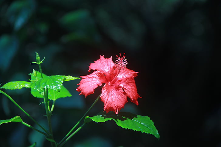 althea, red, summer, plant, gord, nature, leaf