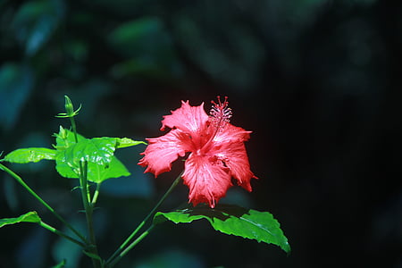 Althea, czerwony, Latem, roślina, Grodzisko, Natura, liść