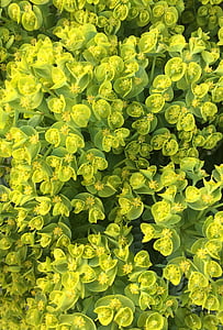 Eufórbia, Euphorbia, Euphorbiaceae, à família, planta, flor, flor