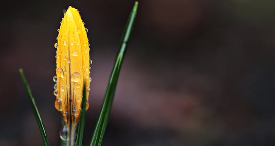 crocus, flower, raindrop, spring, spring flower, yellow, early bloomer