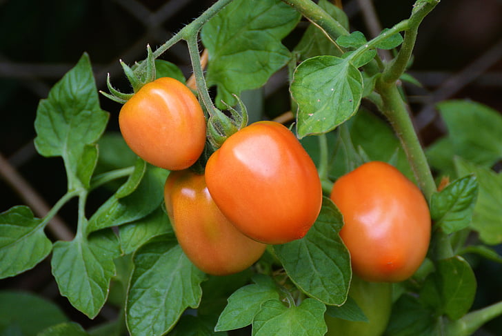 tomates, Tomate Saladet, Bush tomate, madura, jardín, crecimiento vegetal, nachtschattengewächs