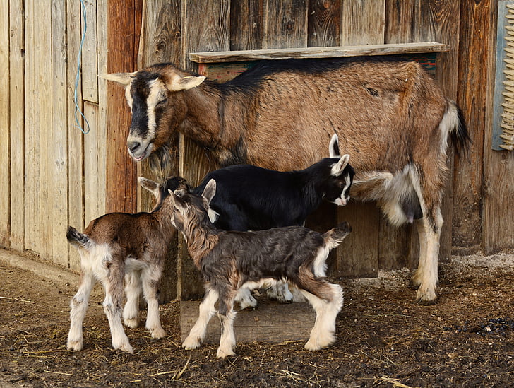 cabras, niño, cabras jóvenes, cabra doméstica, corderos, chivo pequeño, cabra de la madre