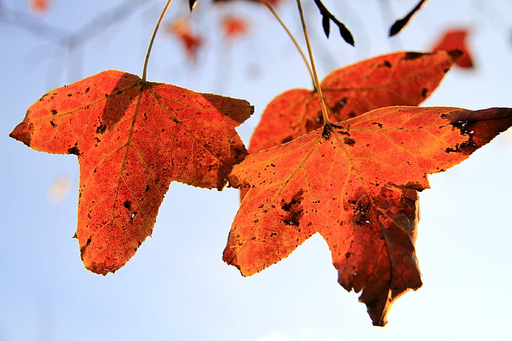 feuille d’érable, orange, XIe, automne, vertical uniquement, transmission de la lumière, se fanent