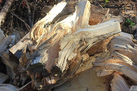 Pine, brandhout, wirwar, hout, houtstapel, natuur, boom