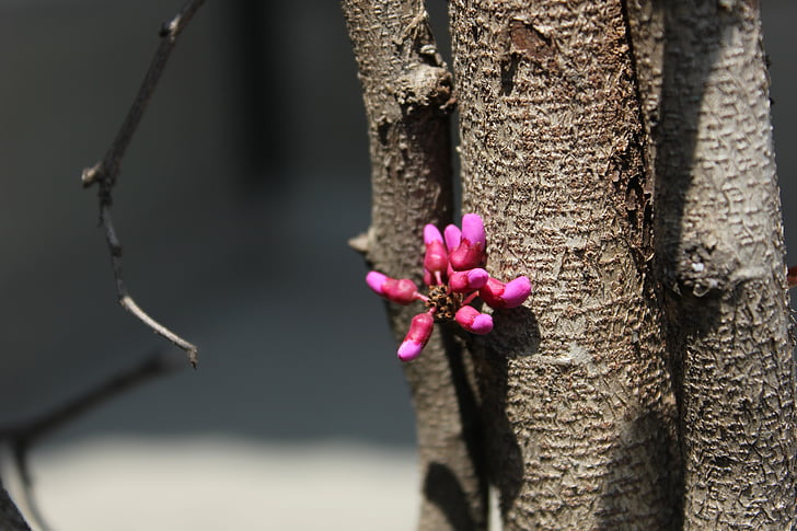 flowers in spring, branch, rose red, pink, nature, tree, close-up