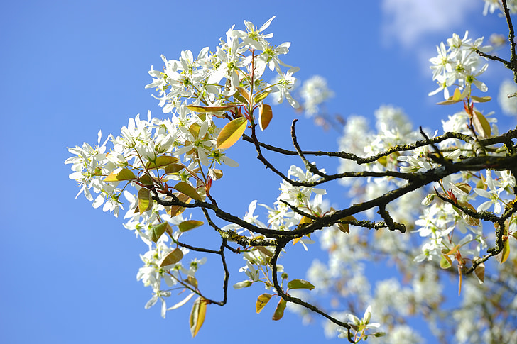 Amelanchier, blommor, vit, Blütenmeer, våren, träd, gren