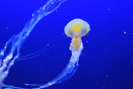 jellyfish, fish, blue, aquarium, beautiful, mesmerising, singapore