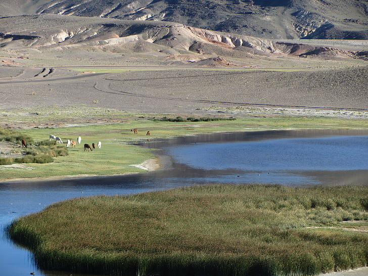 Lake, natur, vann, landskapet, Peru, høylandet, Altiplano