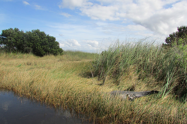 Everglades, eau, crocodile, a nagé, Floride, reptile, national