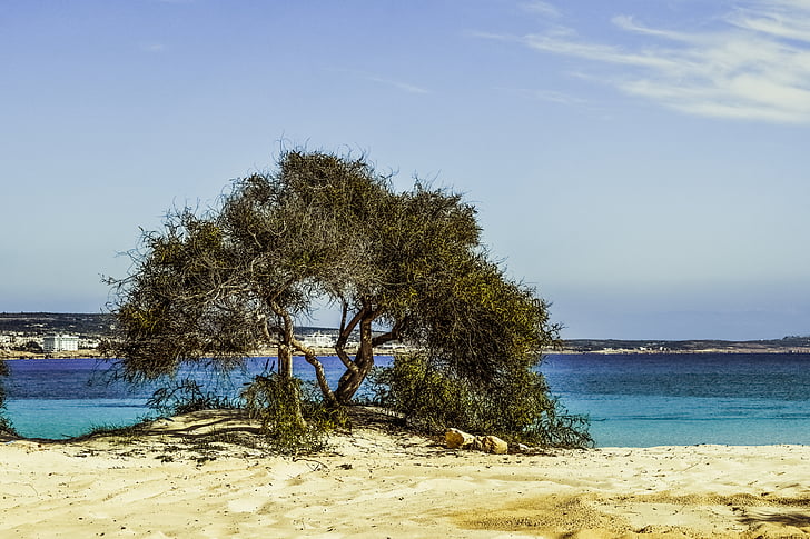strom, pláž, písek, modrá, ostrov, scenérie, Makronissos beach
