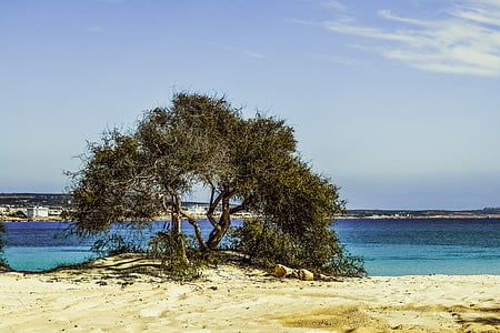 tree, beach, sand, blue, island, scenery, makronissos beach