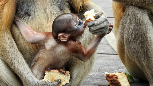 Borneo, sepilok, nosati majmuni