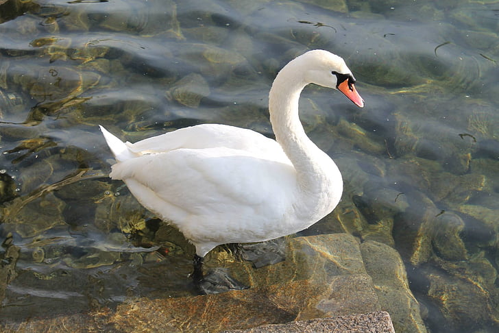 Swan, sjön, lampan, Schweiz