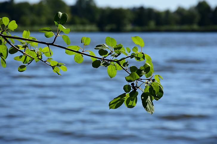 leaves, leaf, branch, water, river, focus, summer