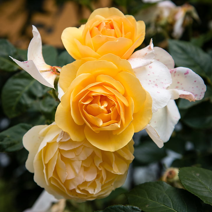 rose, flower, flora, yellow, white