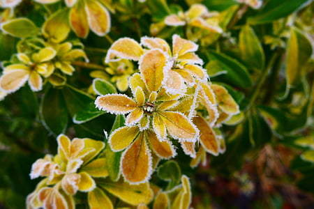 congelado, folhas, folhas de congelados, Inverno, natureza, verde, amarelo