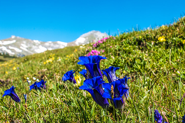 Genziana, fiore, Alm, pianta alpina, fiori alpini, fiore di montagna, Genziana alpina vero
