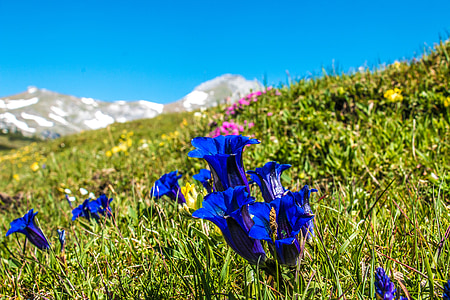 genciana, flor, Alm, planta Alpina, flor Alpina, flors de muntanya, veritable genciana Alpina