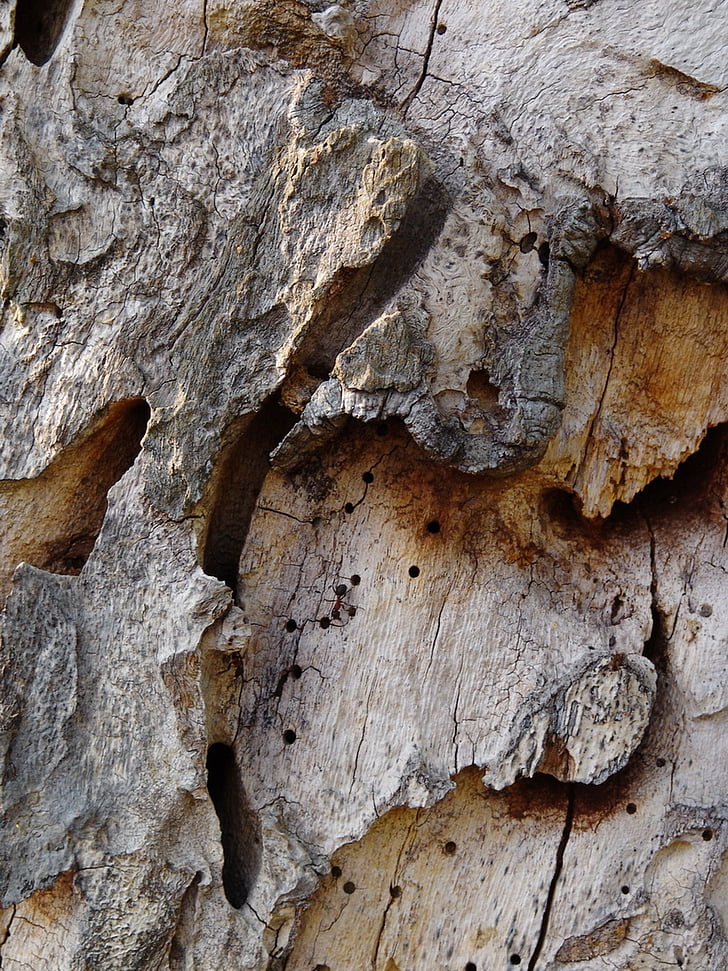 Tree bark, træ, struktur, bark, Luk, Rau, krakket