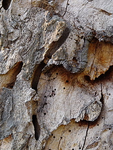 kulit pohon, pohon, struktur, kulit, Tutup, Rau, retak