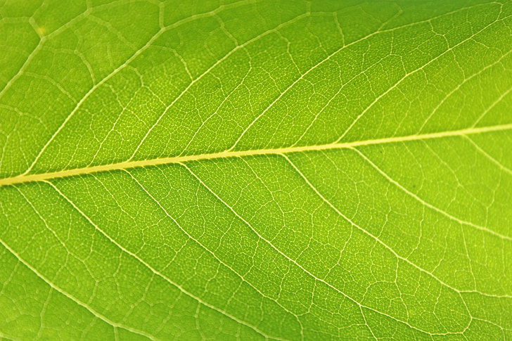 Leaf, Zelená, Príroda, rastlín, makro, listy, štruktúra