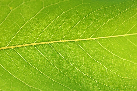 leaf, green, nature, plant, macro, leaves, structure