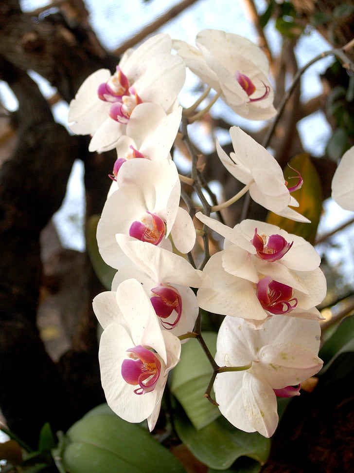orchidea, fiore, luminoso, viola, Flora, crescita, decorazione