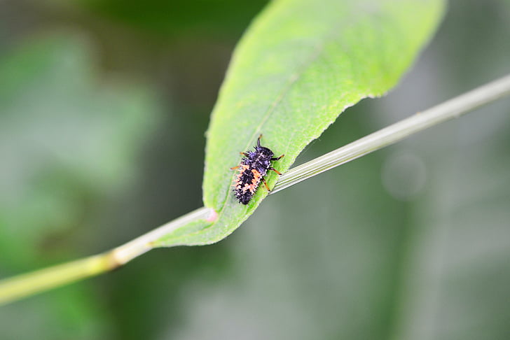 uğur böceği larvaları, Yetişkin larva, Palyaço uğur böceği larvaları, genç, doğa, vahşi, yakın çekim