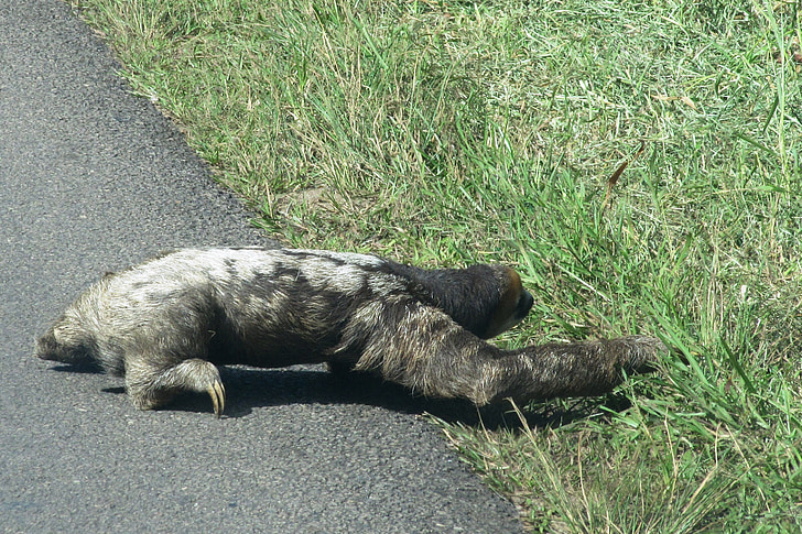 lenes, leneş, animale sălbatice, Guyana, Cross road