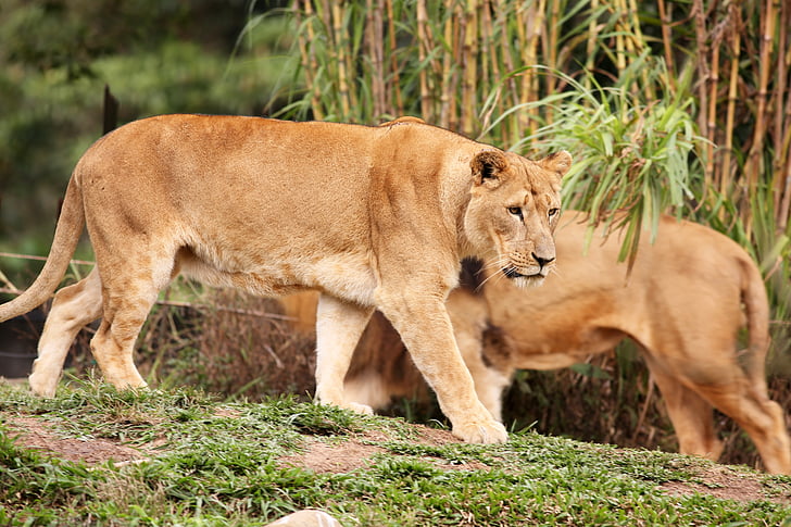 lionesses, females, animal, carnivore, brave, bravas, wild