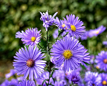 herbstastern, 紫菀, 紫苑, 复合材料, 花, 开花, 绽放