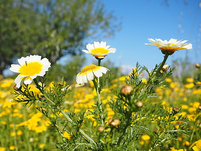 Mahkota tumbuhan, glebionis coronarian, komposit, Asteraceae, Mallorca, bunga, padang rumput