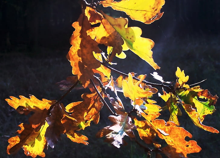 sonbahar yaprakları, ışık geri, mark Brandenburg