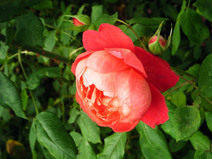 rose, flower, garden, petal