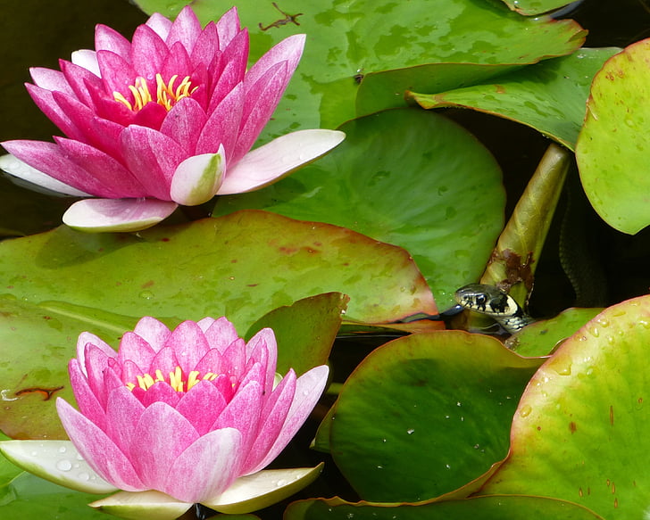 water lilies, grass snake, garden pond, snake, wildlife photography, flower, pond