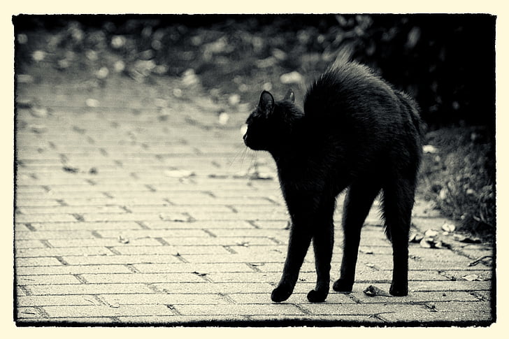 fredag 13, hypnose, sort kat, kat, Feline, sort, dyr