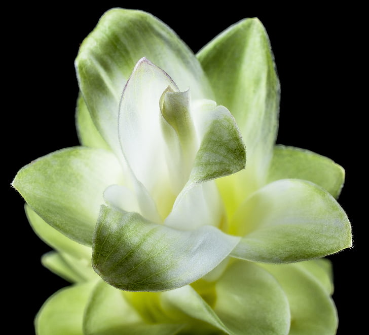 flower, blossom, bloom, white, green, close, petals