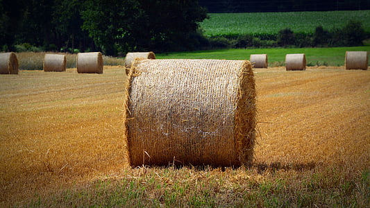 straw bales, harvest, straw, agriculture, round bales, straw role, cereals