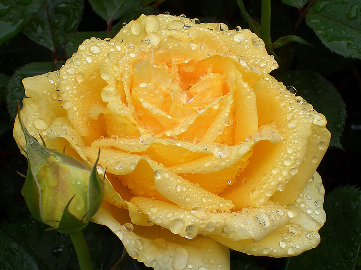 Rosa, flor, flor, Rosa de jardí, groc