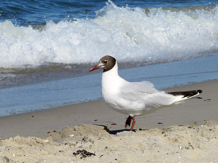 Seagull, meeuw, elegante, vogel, strand, Bank, water