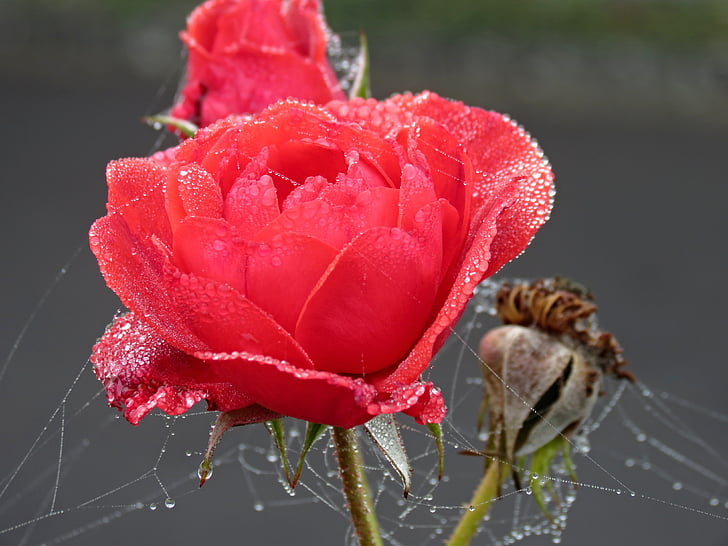 rose, red, autumn, dew, spider webs, red rose, flower